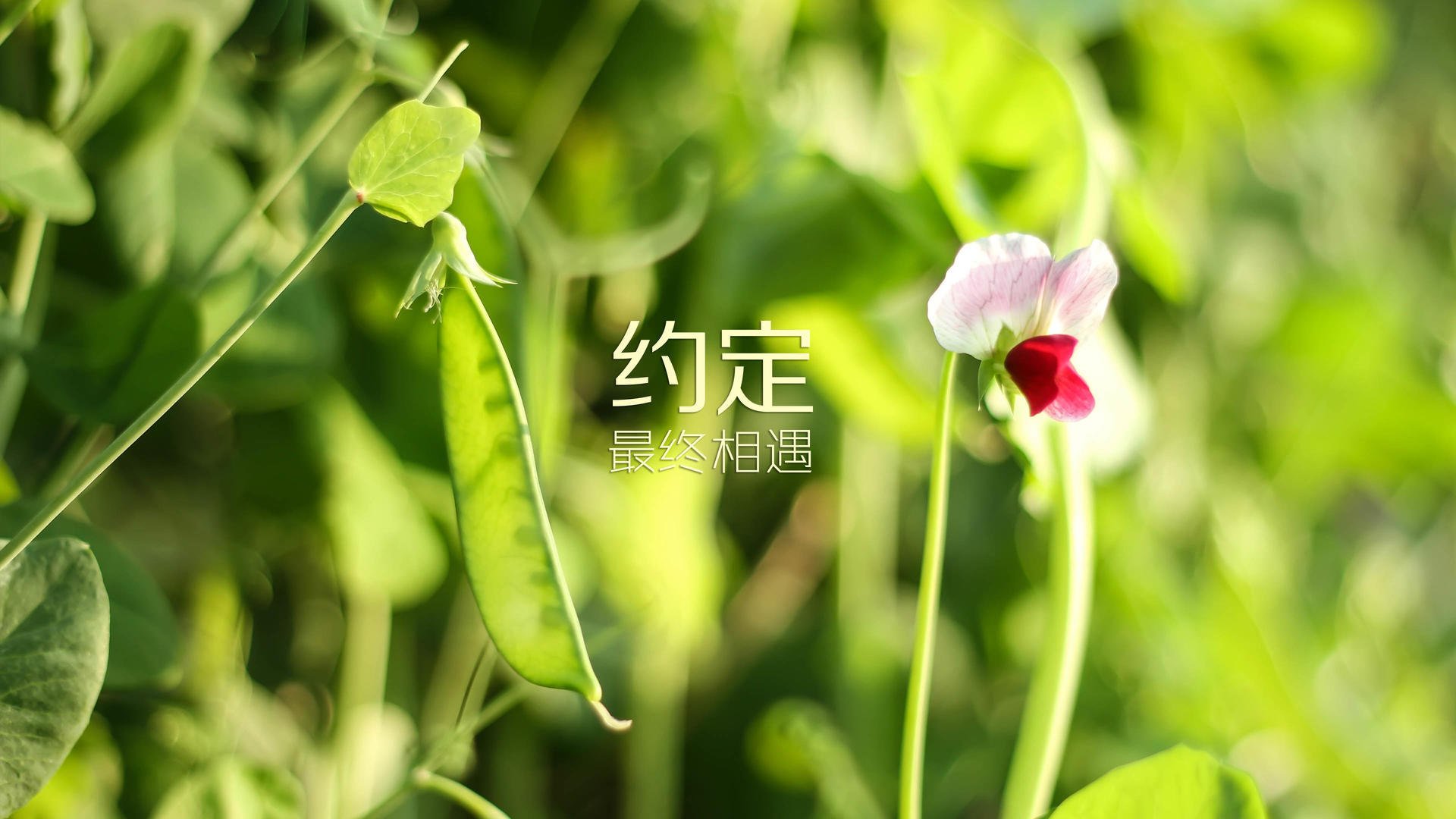 莫德里奇的爆发,荷兰节奏掌控中国足球的启示