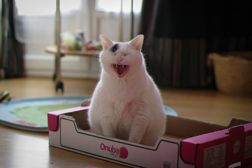 黄色城墙前的北境过客，当坎特在陶瓷球场统治外交表演赛