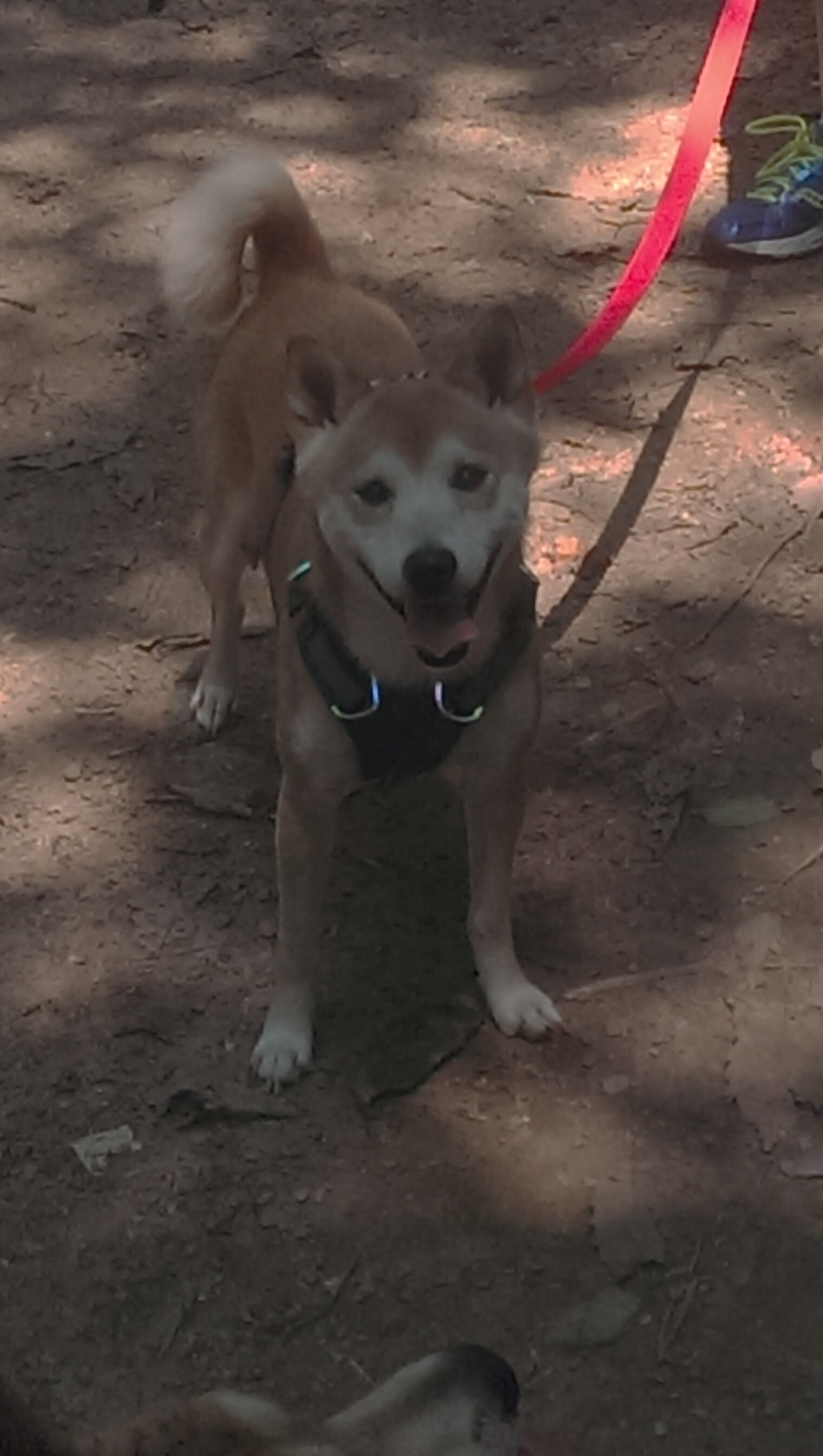 加勒比海的孤帆，努涅斯如何以一人之躯，对抗那不勒斯的足球帝国