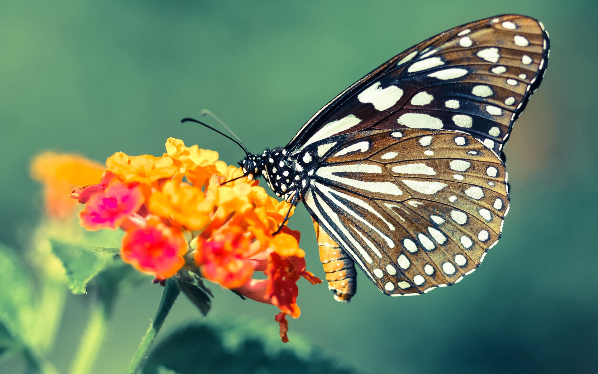 跨洋较量，武切维奇指挥若定，76人团队篮球压制广东旋风