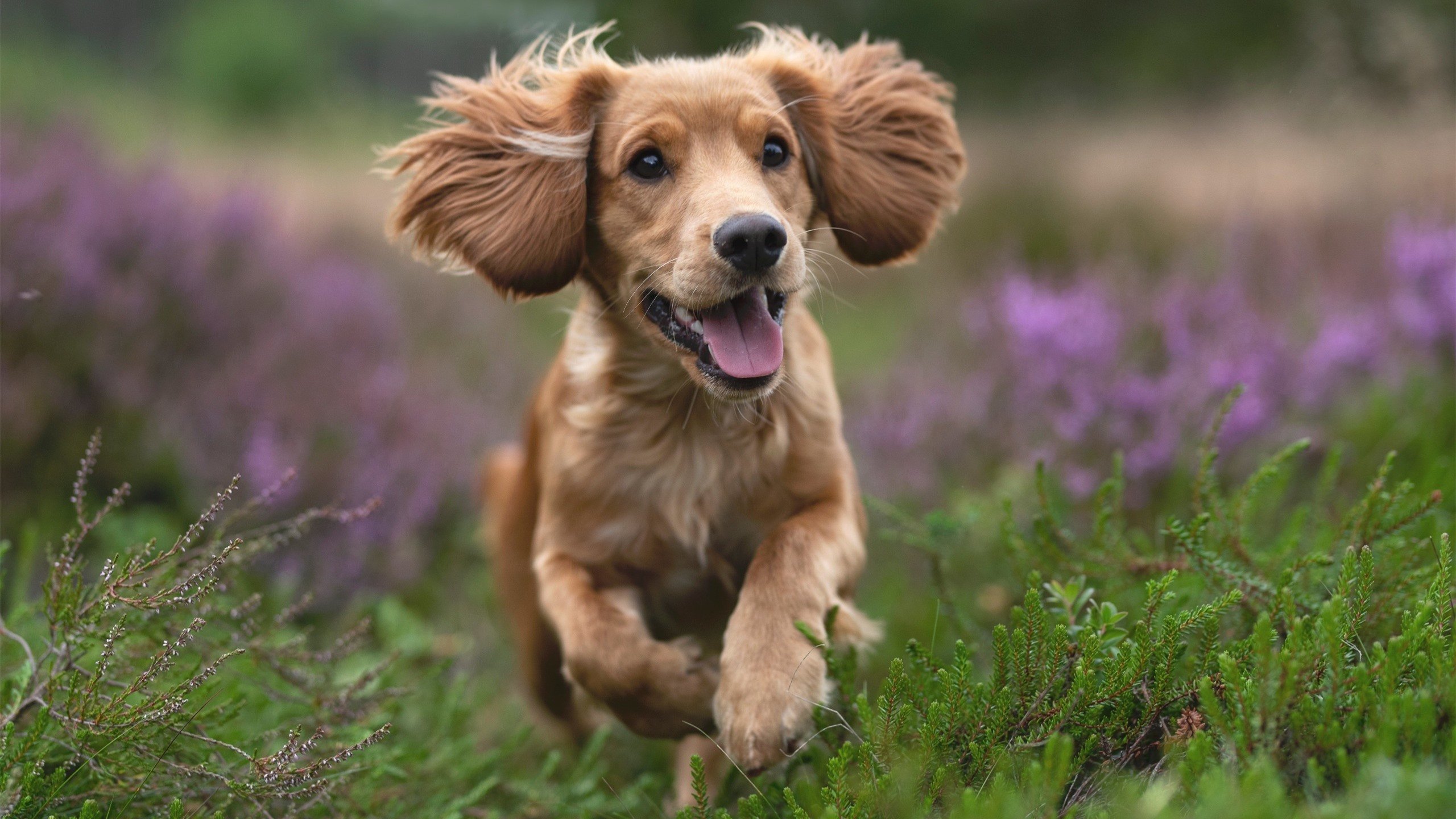 表演赛？不！这是证明之战，恩比德引爆节奏，篮网展现现代篮球的统治力