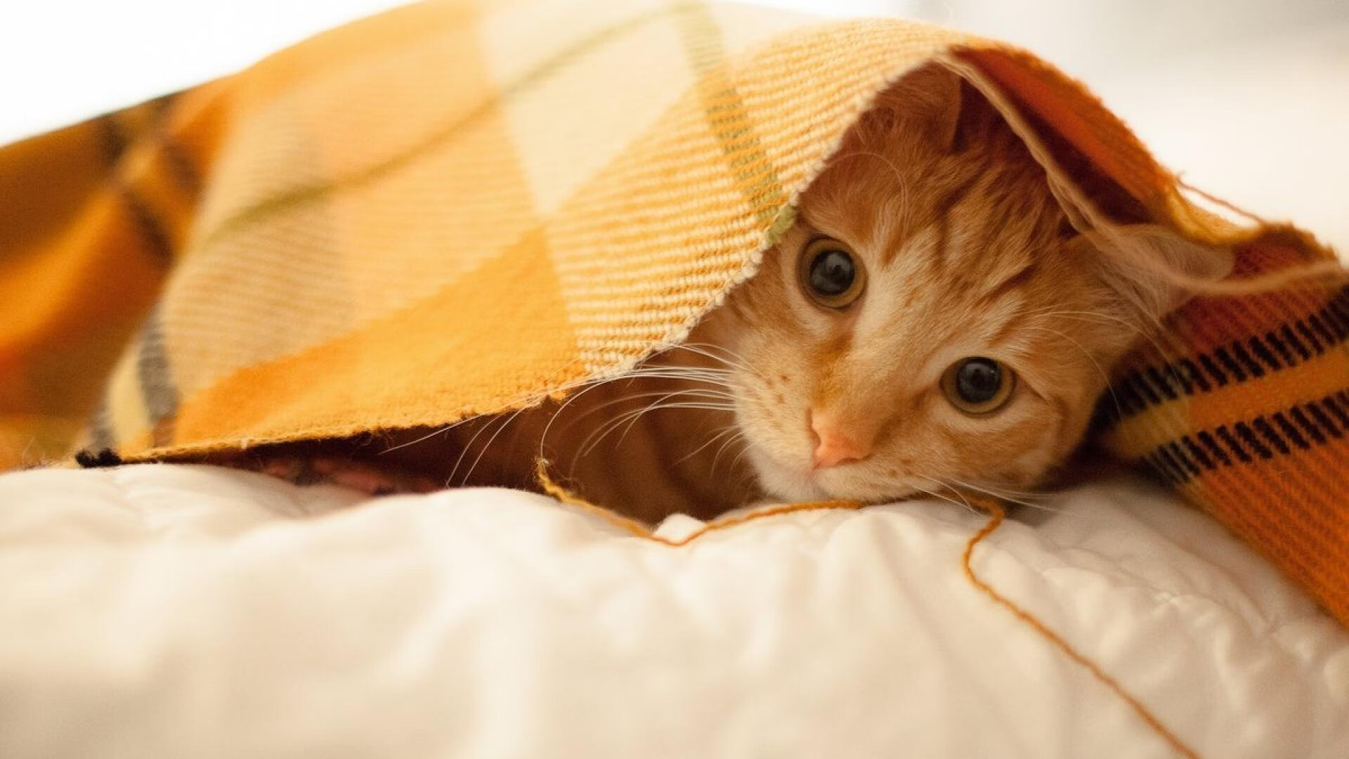 点燃的与遮蔽的，当范戴克咆哮，土耳其铁幕被一节撕裂